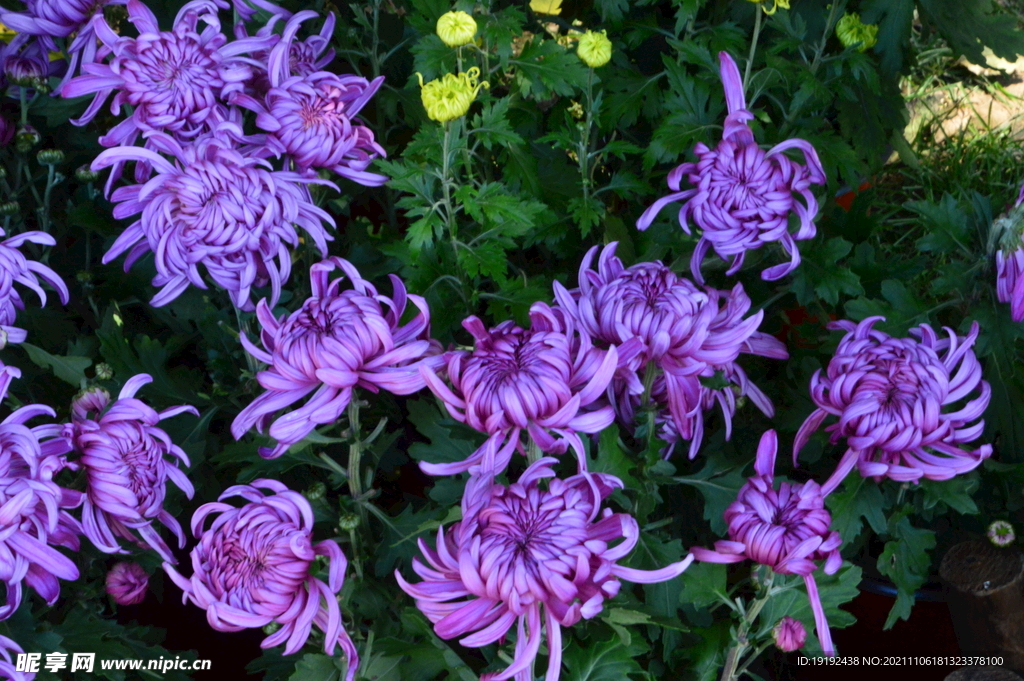 菊花 