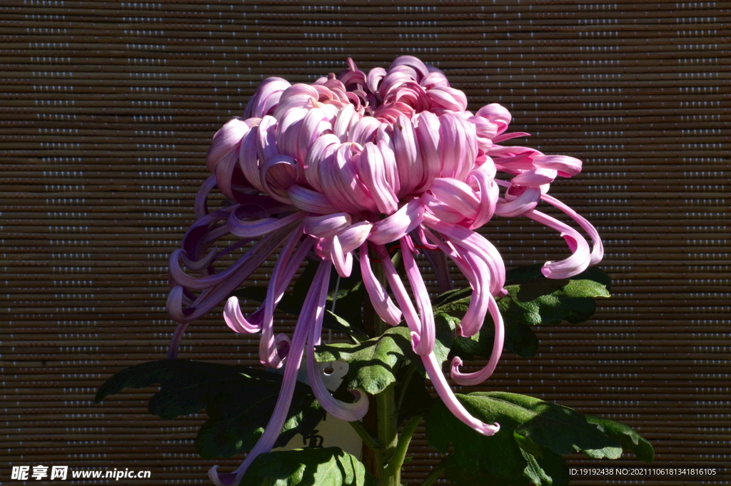 菊花 