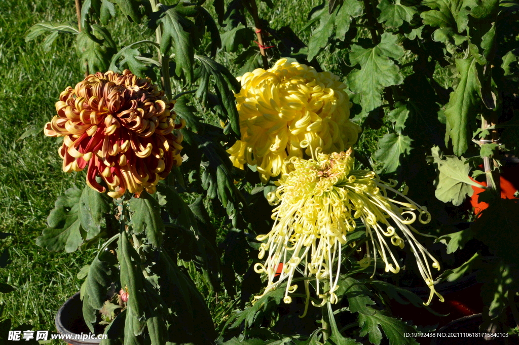 菊花