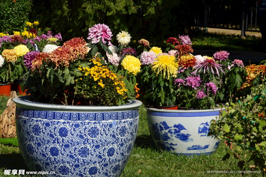 菊花 