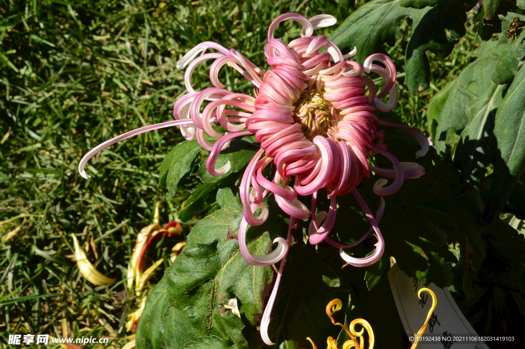 菊花 