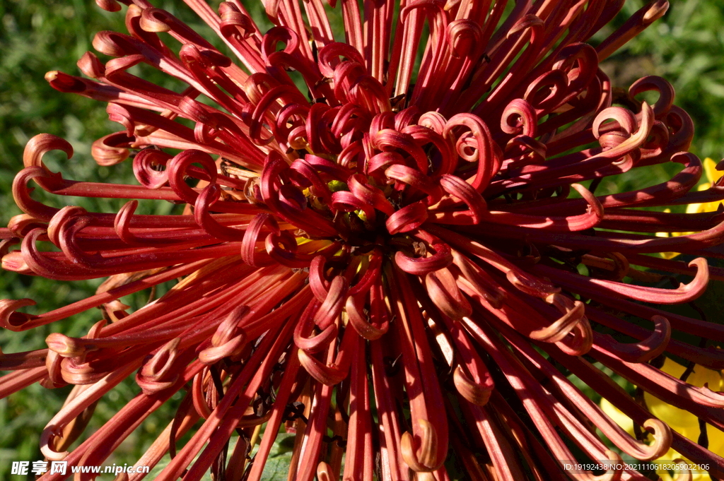 菊花 