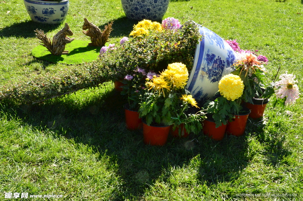 菊花 