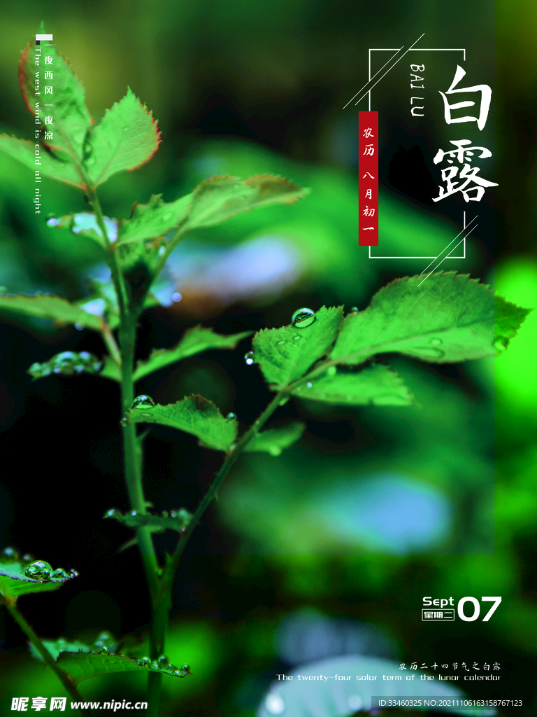 白露