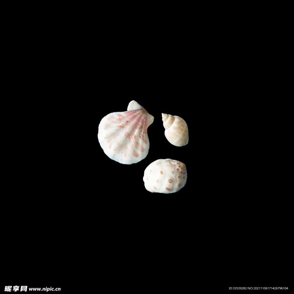 贝壳  小  大  白  坚硬