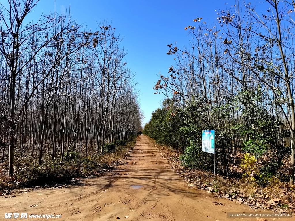 美丽的树林风景