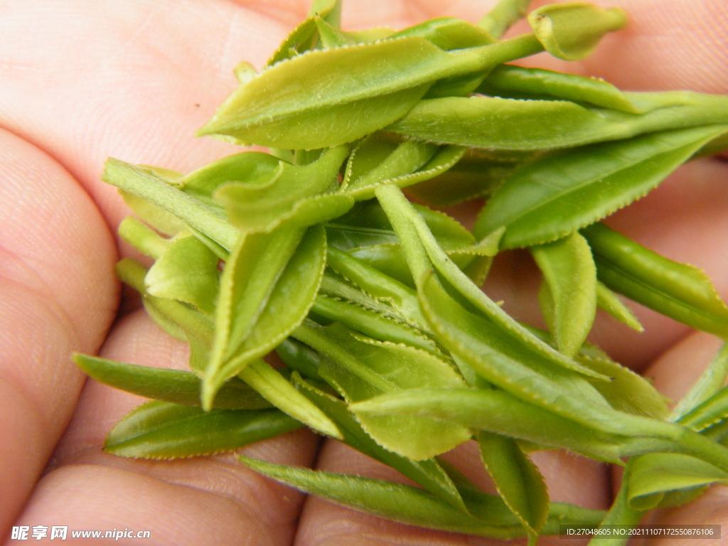 明前茶 新茶绿茶