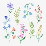 花 