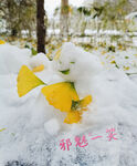 北方冬天的第一场雪堆的雪人