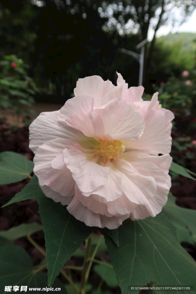 木芙蓉