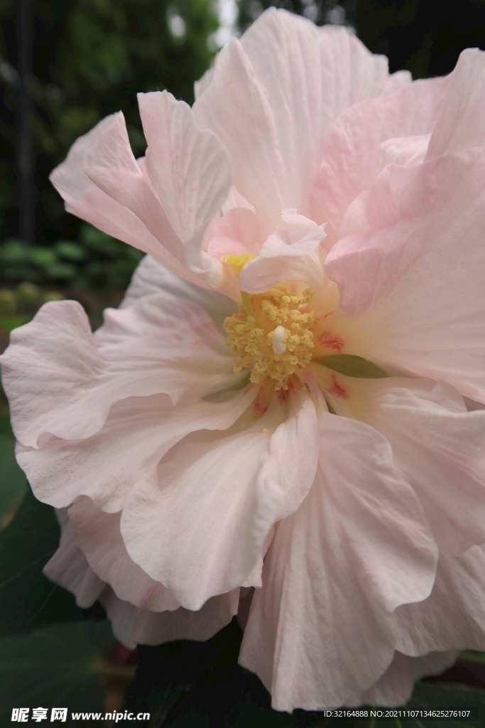 木芙蓉