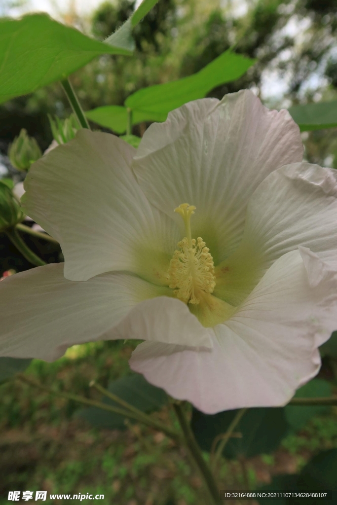 木芙蓉