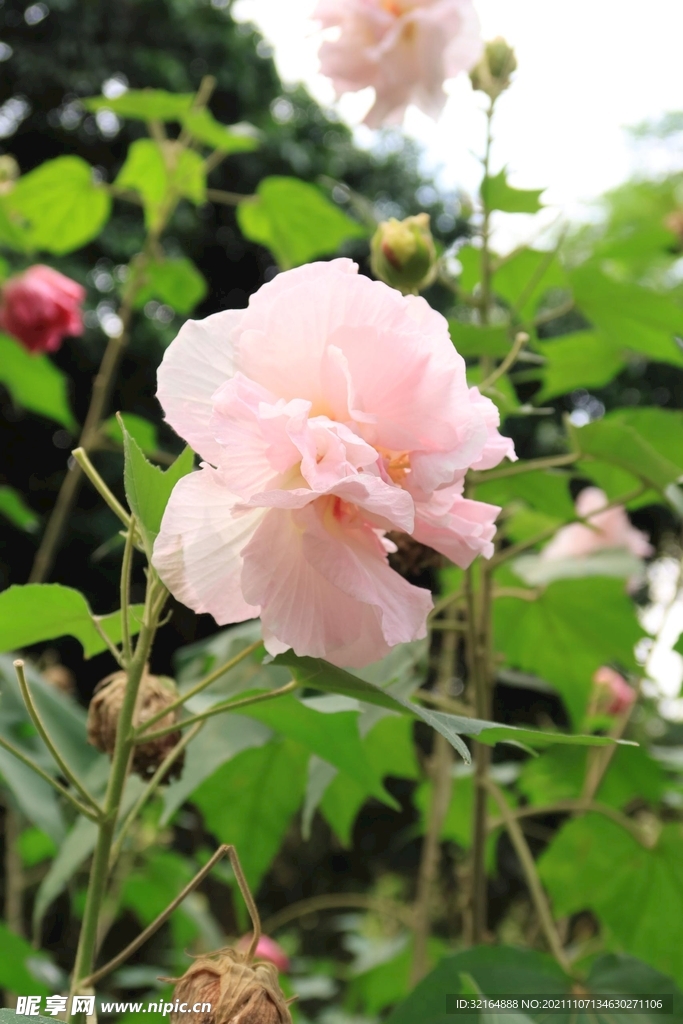 木芙蓉