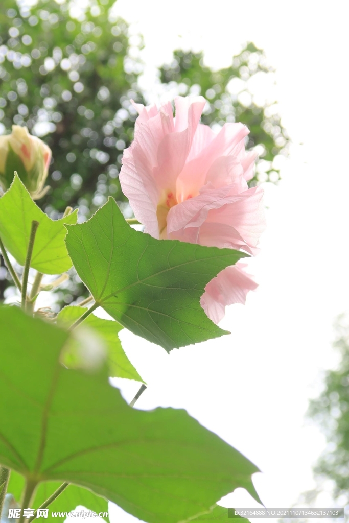 木芙蓉
