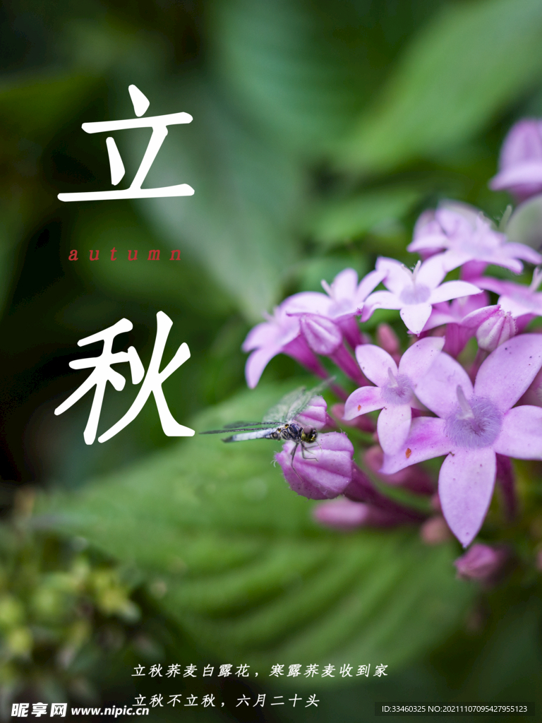 立秋