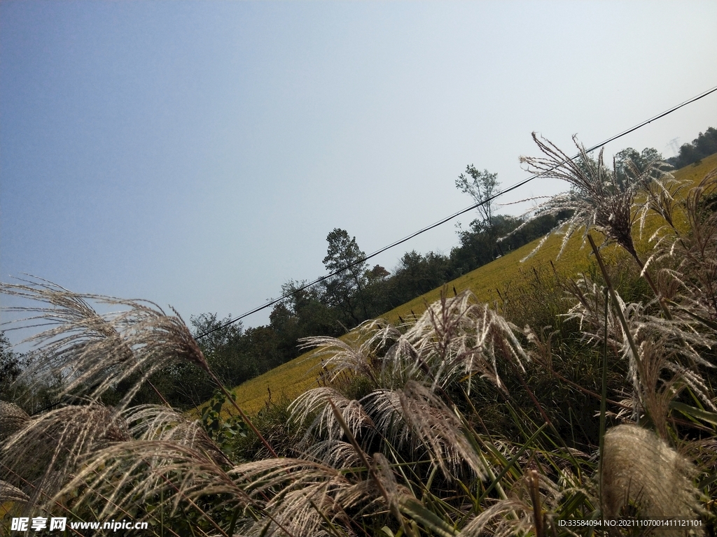 微风吹过田野