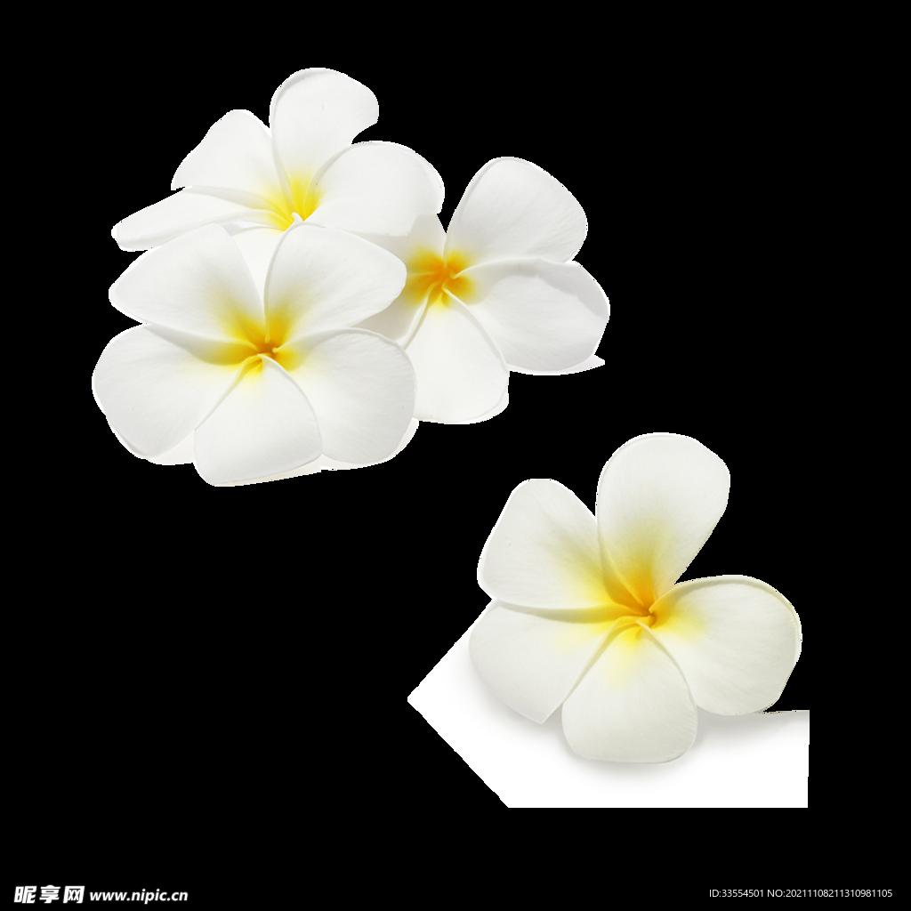 开放的花