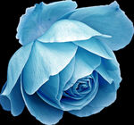 开放的蓝色花