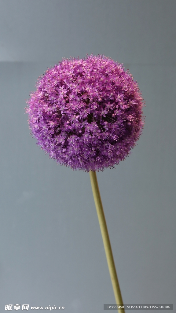 紫色的花