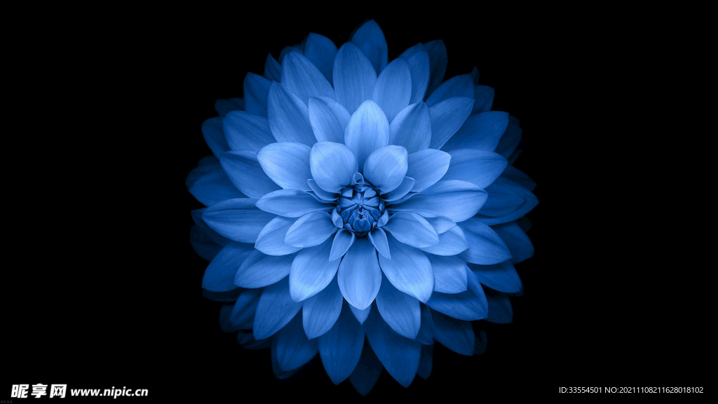 蓝色的花