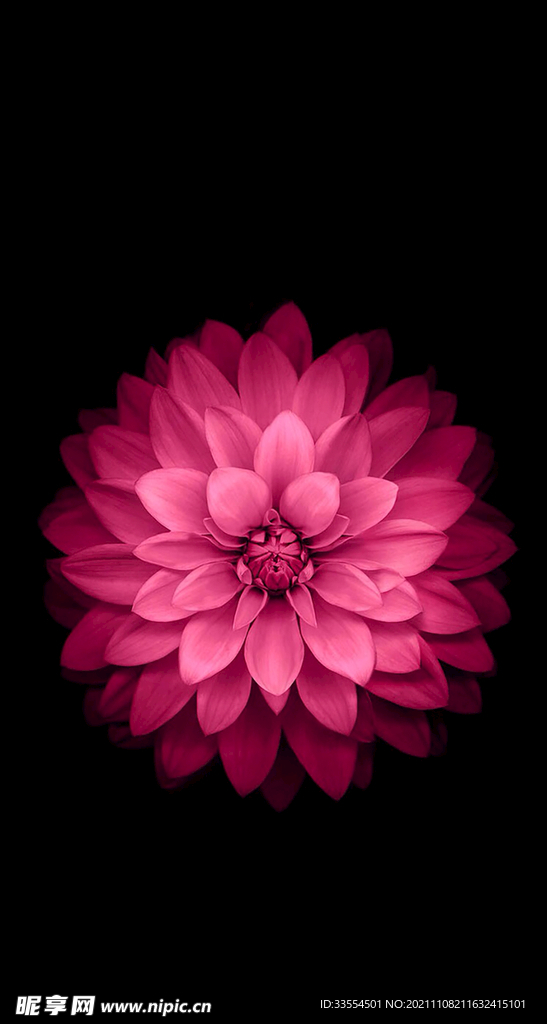 红色的花