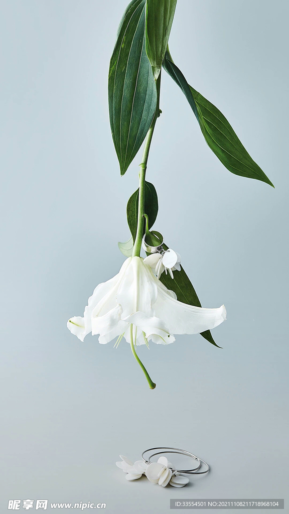 白色的花