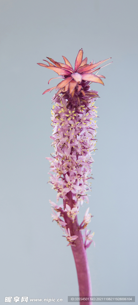 粉红的花