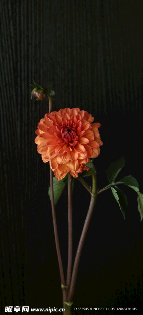 开放的花