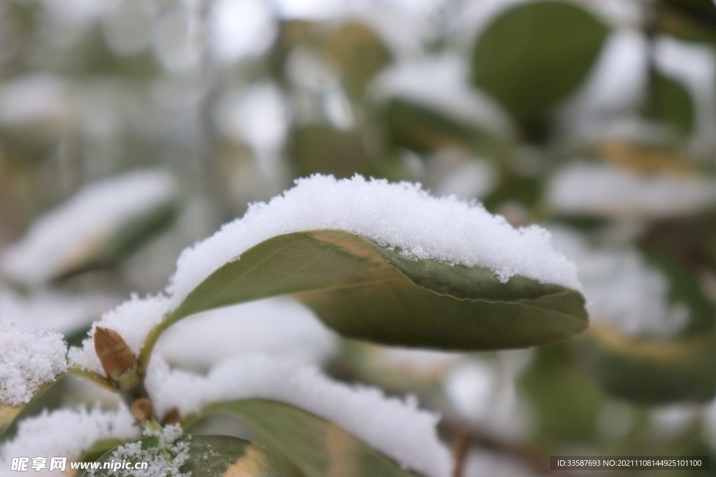 雪叶