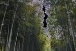 竹树林风景图片