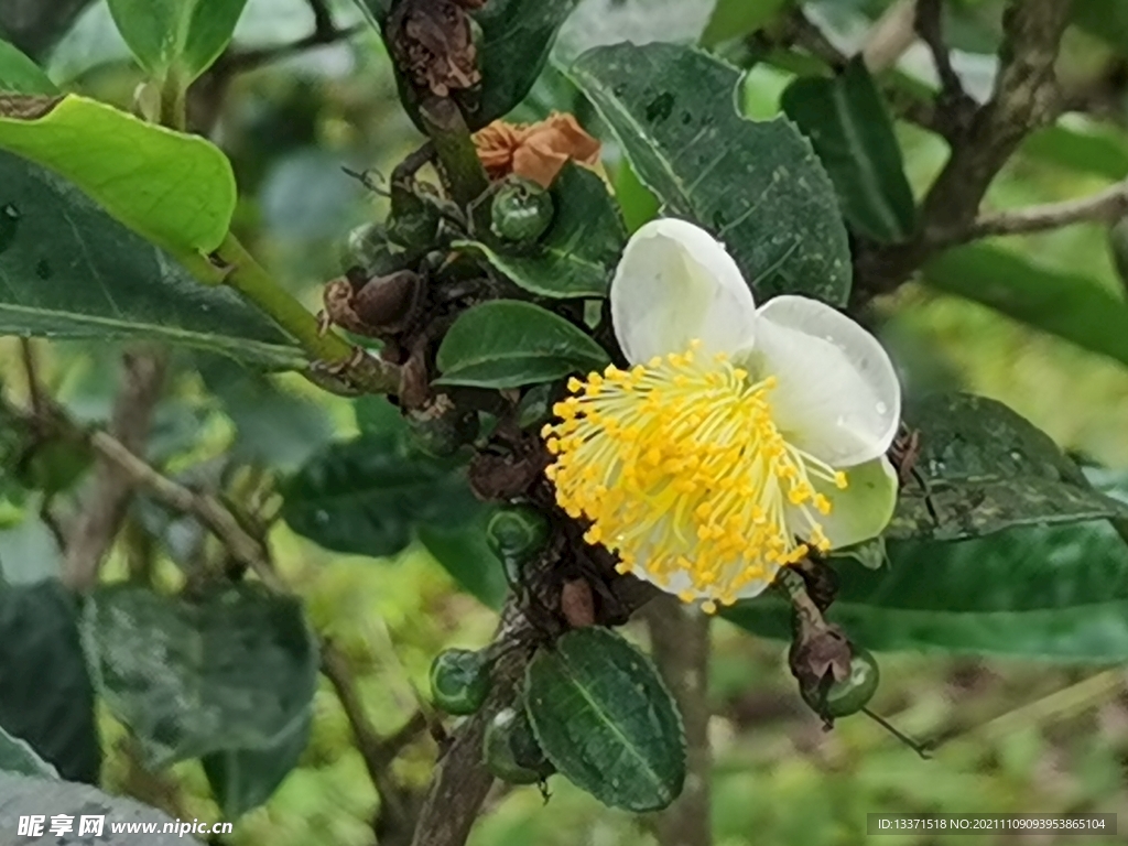 茶花