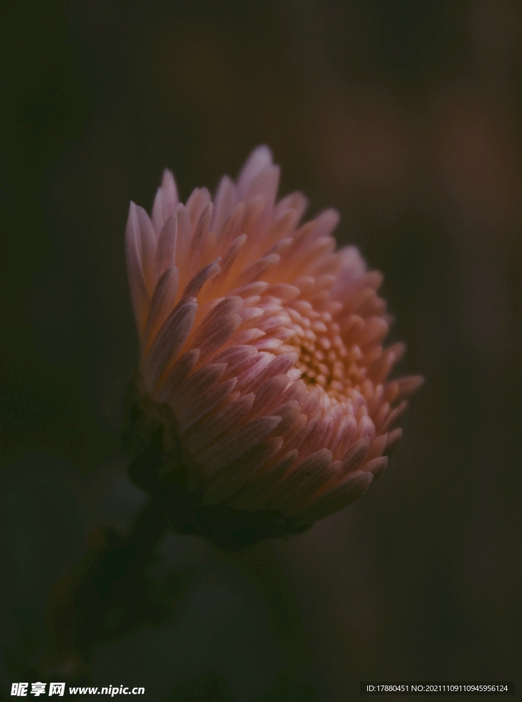 蜡菊