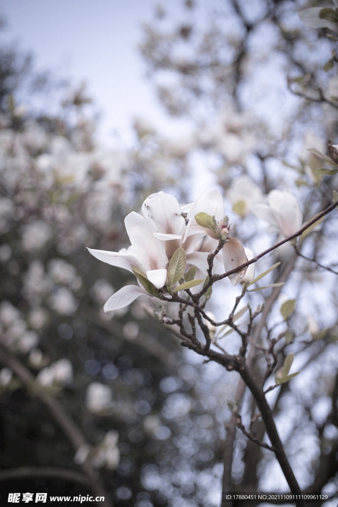 梨花