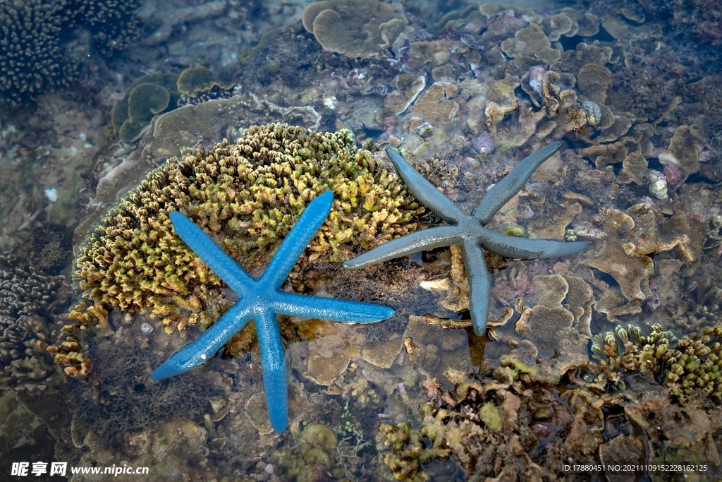 海星