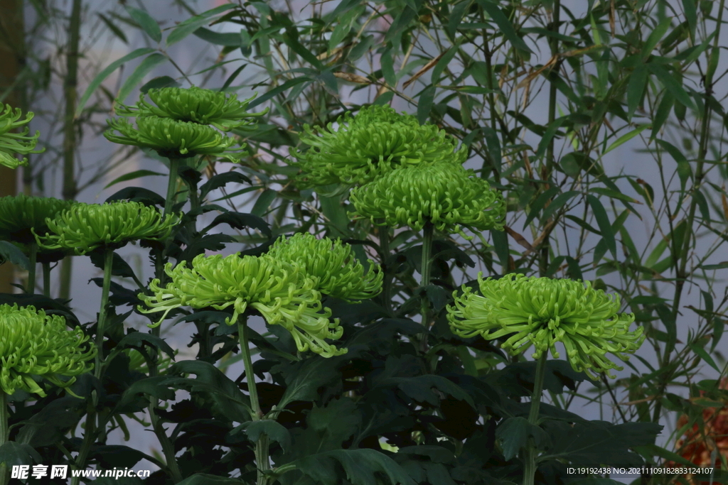 菊花 