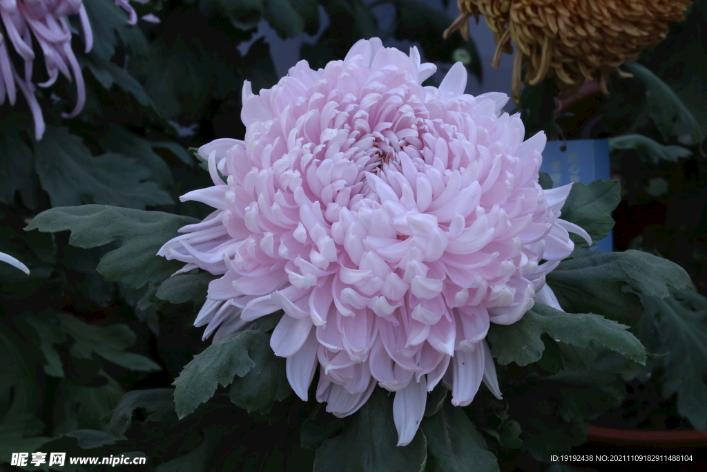 菊花 