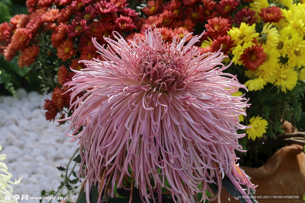 菊花 
