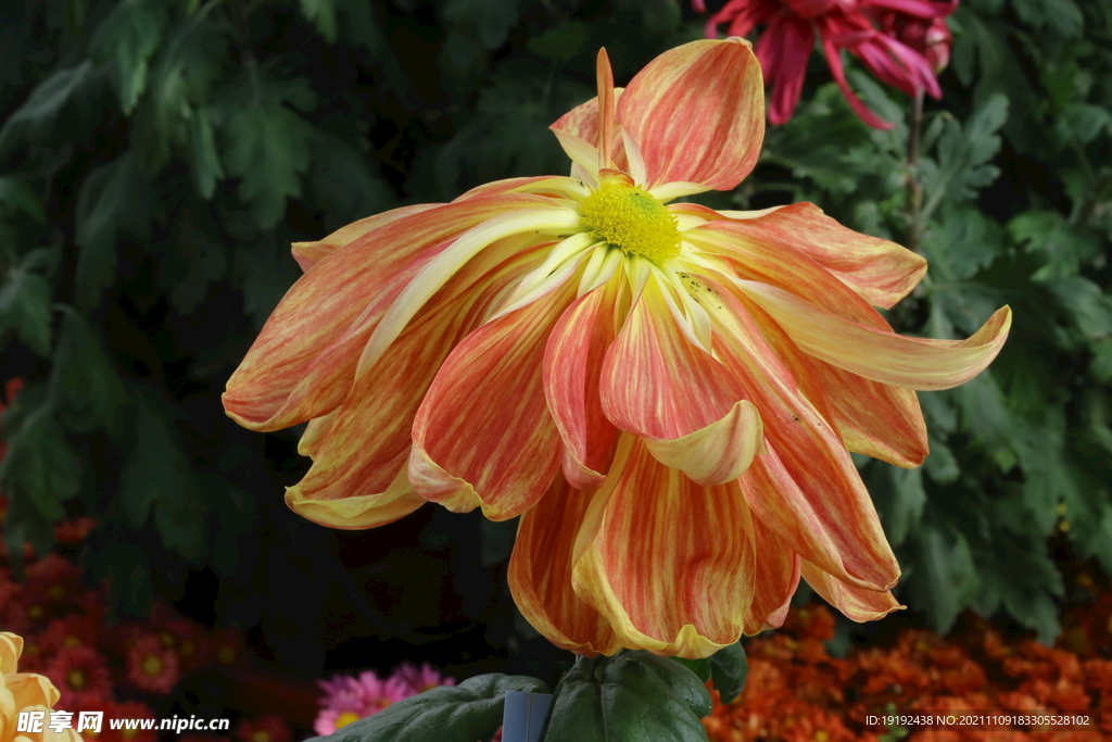 菊花 
