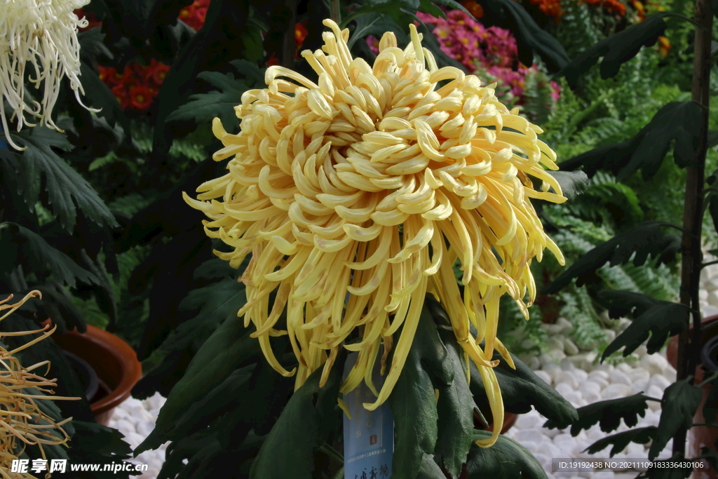 菊花 