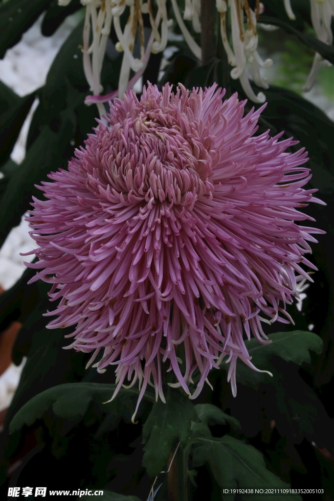 菊花