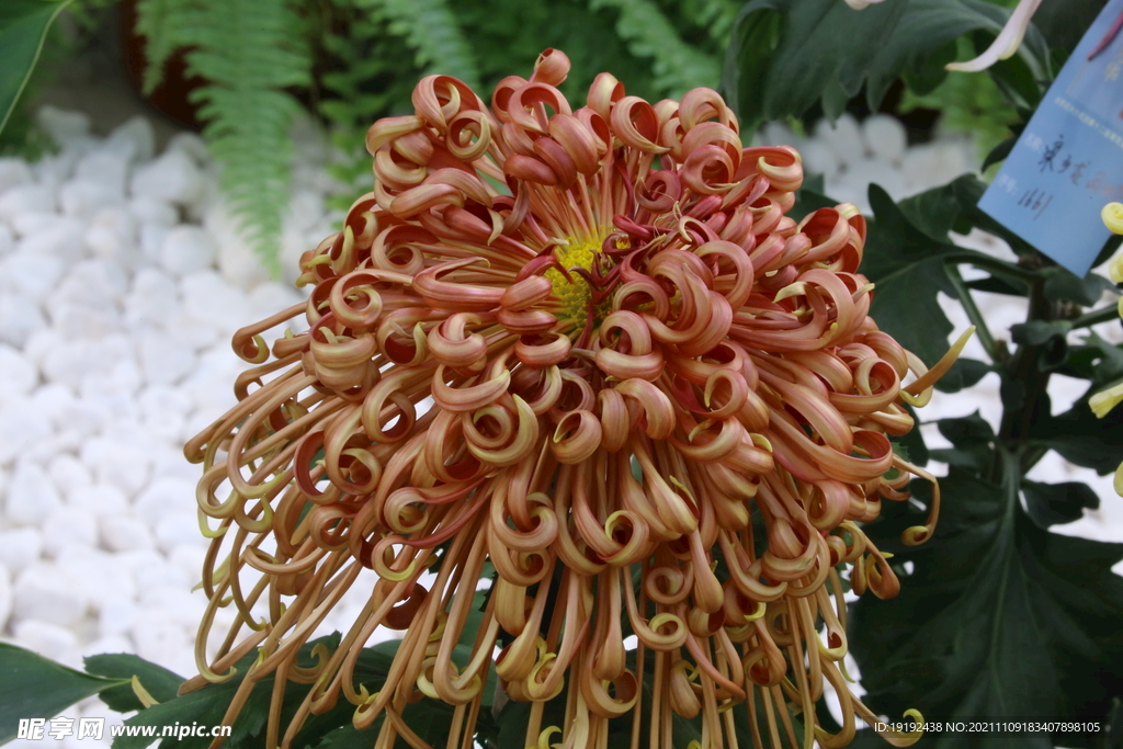 菊花 