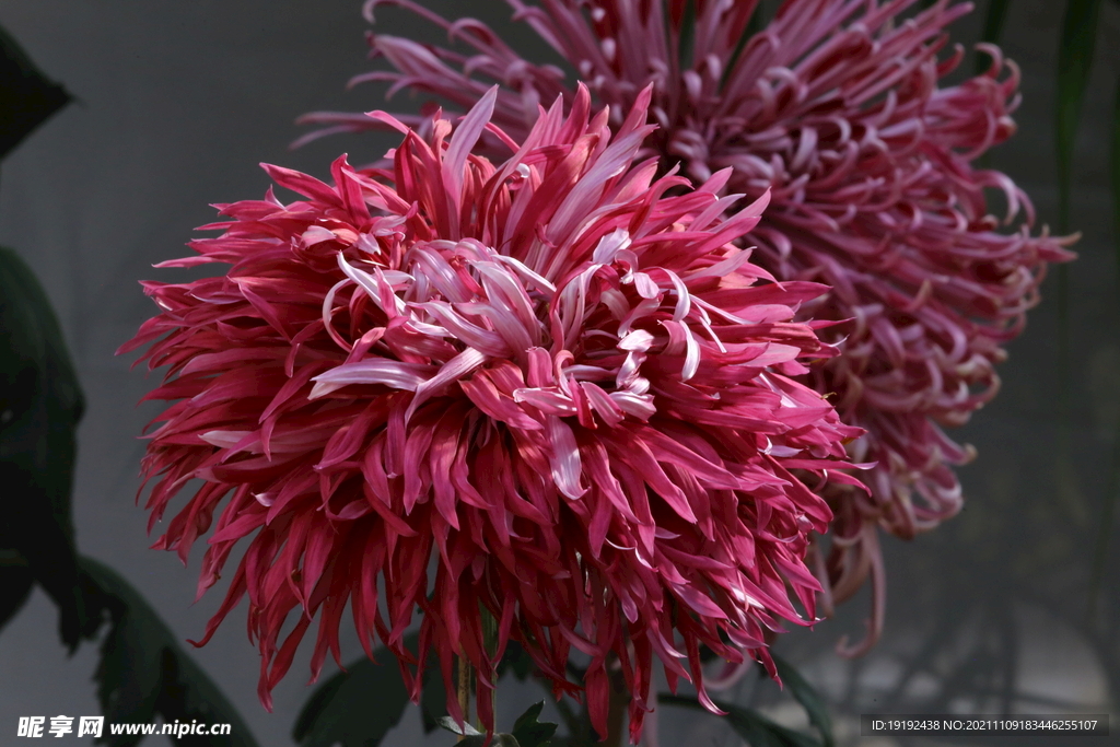 菊花