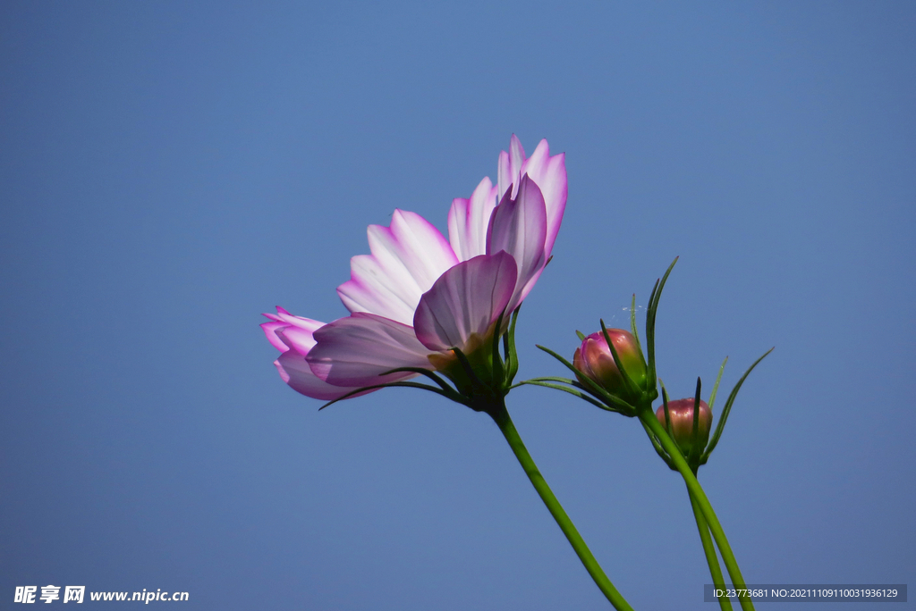 格桑花
