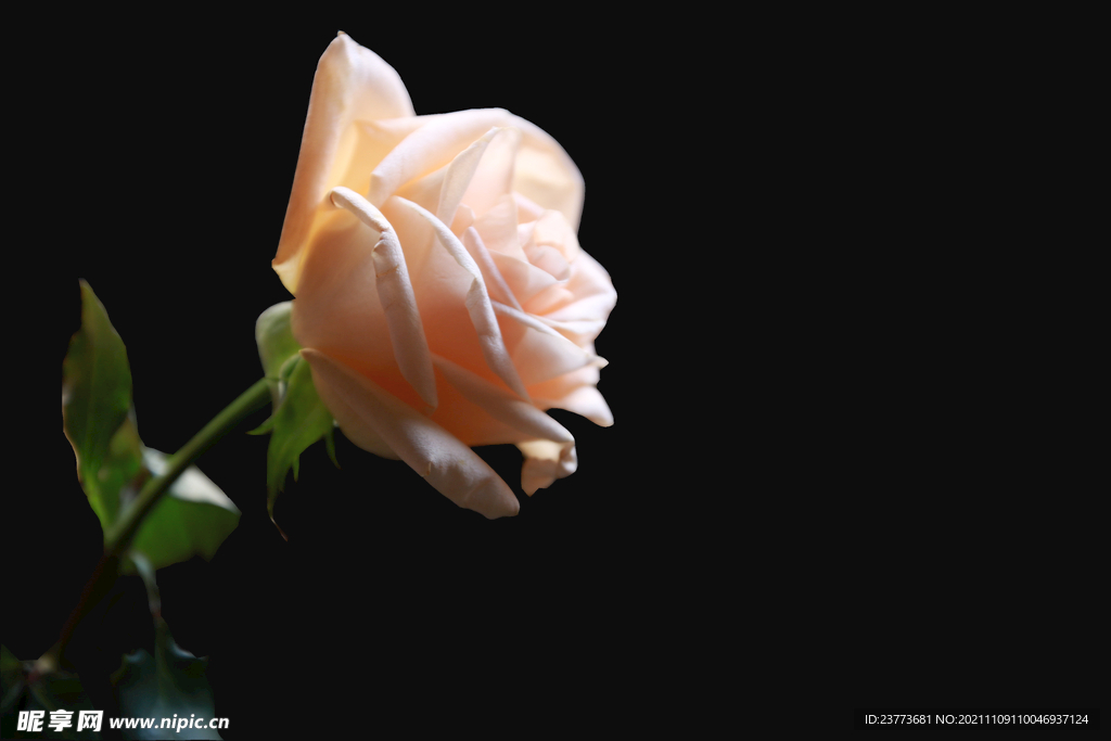 玫瑰花