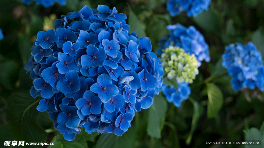 绣球花