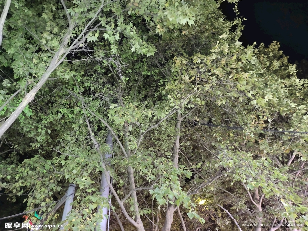 树