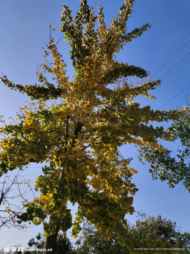 树