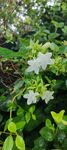 雨后小白花