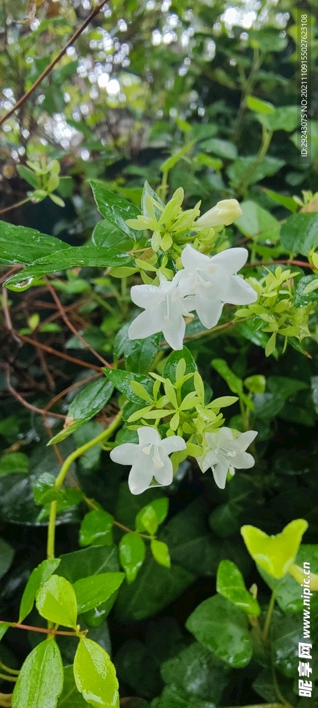 雨后小白花