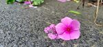 雨后落花